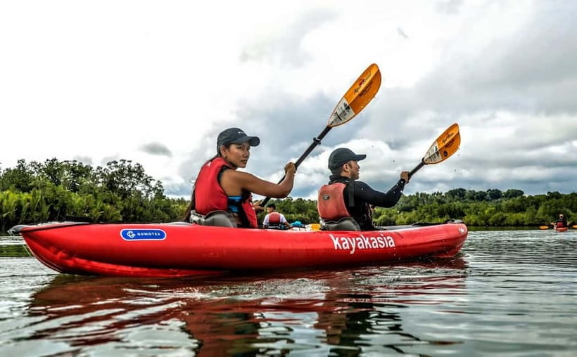 From Tagbilaran City/Panglao Island: Bohol Mangrove Kayaking - Why the mangroves matter