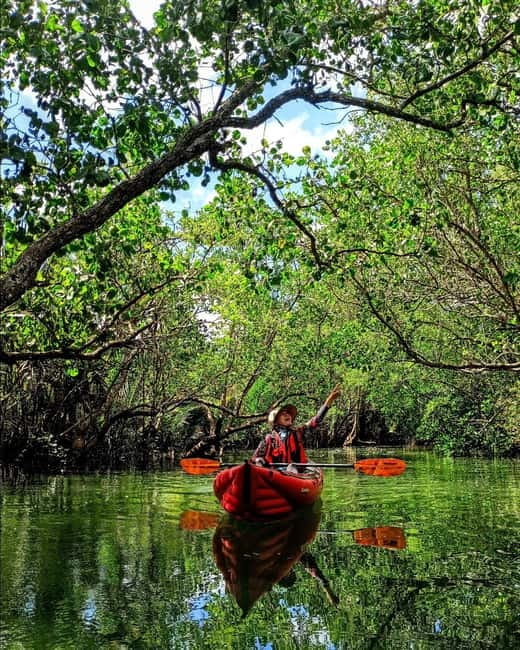 From Tagbilaran City/Panglao Island: Bohol Mangrove Kayaking - Is $64 a fair price?