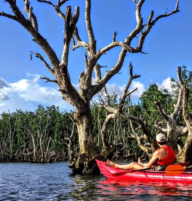 From Tagbilaran City/Panglao Island: Bohol Mangrove Kayaking - How this compares with a typical Bohol day out