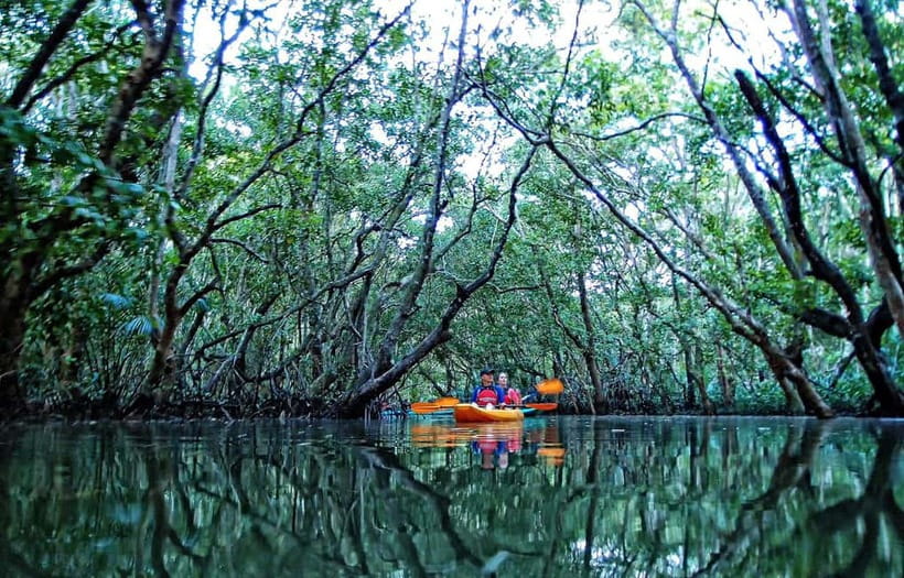 From Tagbilaran City/Panglao Island: Bohol Mangrove Kayaking - Safety first, then time on the water