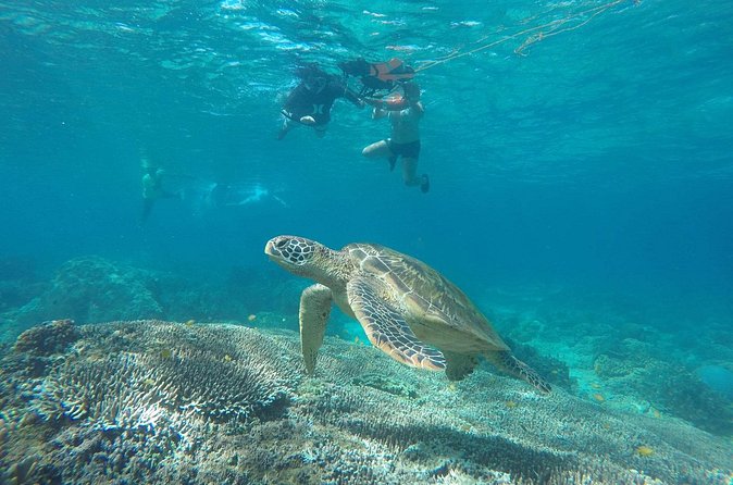 Full Day Apo Island Tour from Dumaguete - Safety, guides, and the quality of the water time