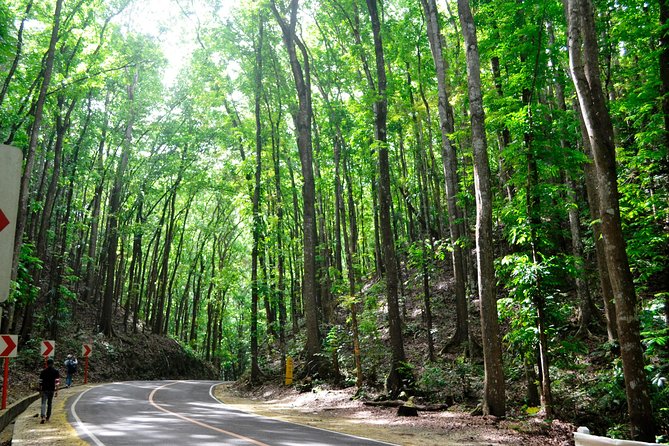 Full-Day Bohol Excursion - depart Cebu (Best Seller) - Chocolate Hills: The Big Bohol View