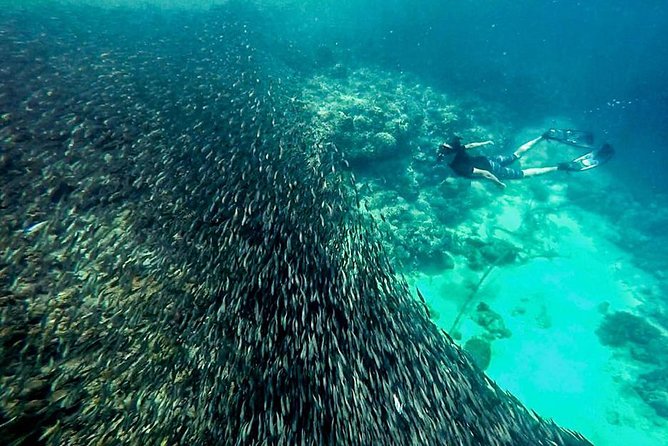 Full Day Canyoning and Whaleshark Adventure from Cebu City or Mactan Area - Snorkeling beside Oslob’s gentle giants