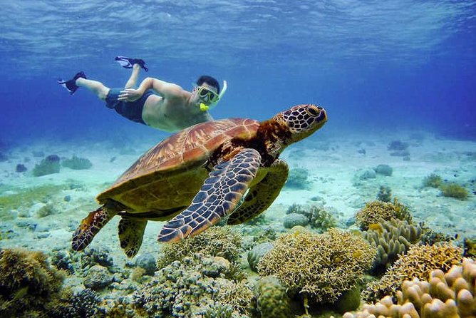 Full Day Canyoning and Whaleshark Adventure from Cebu City or Mactan Area - The 3:30 am pickup from Cebu City or Mactan