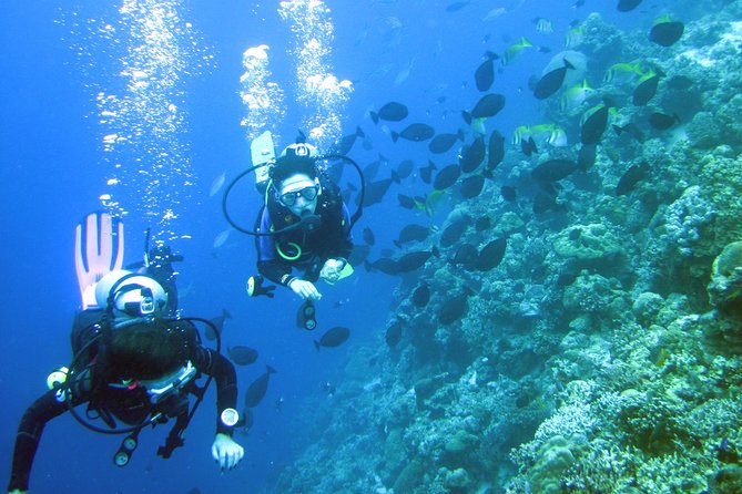 Fun Boat Dive for certified diver - Key points to know before you book