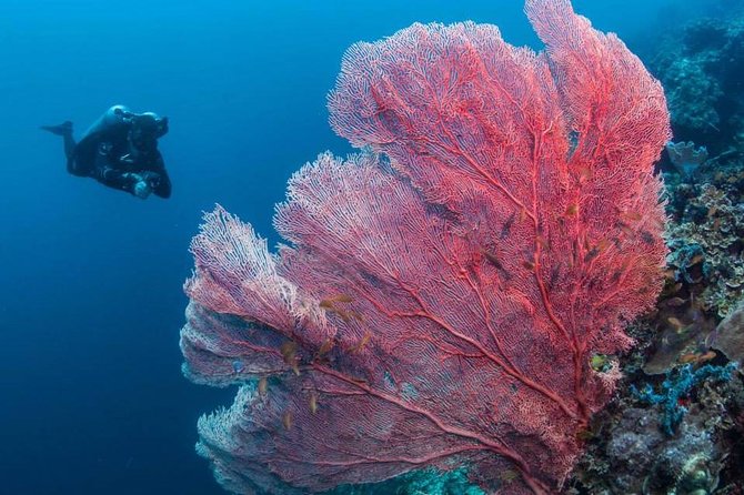 Fun Boat Dive for certified diver - The short ride to Mactan’s underwater sites