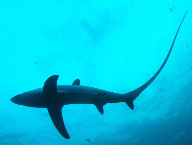 Malapascua: Advance Divers Shark Dive & Optional Transfer - Key points to know before booking