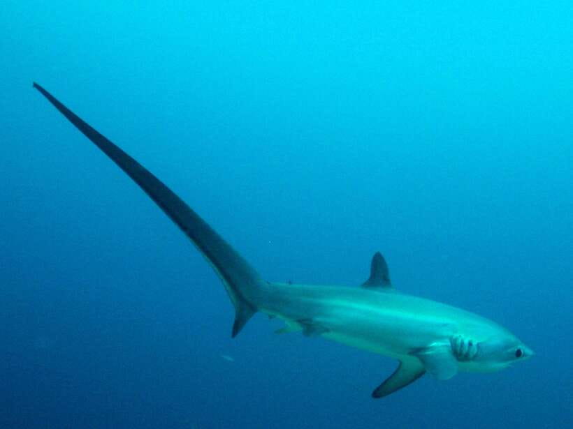 Malapascua: Advance Divers Shark Dive & Optional Transfer - Why Malapascua is famous for thresher sharks