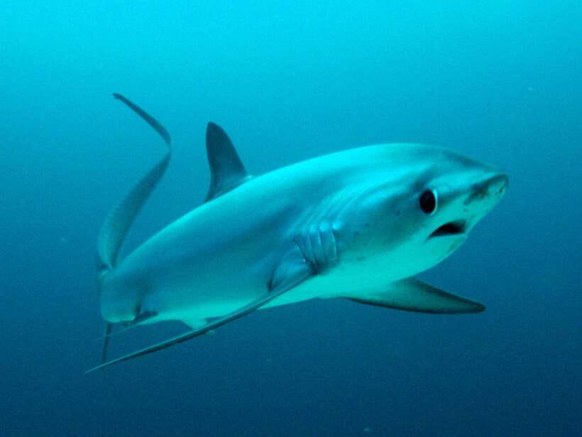 Malapascua: Advance Divers Shark Dive & Optional Transfer - Riding the banca boat to the shark sites