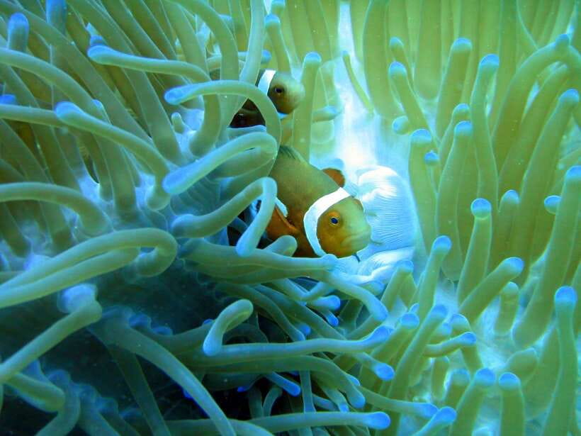 Malapascua: Advance Divers Shark Dive & Optional Transfer - Other marine life worth watching for