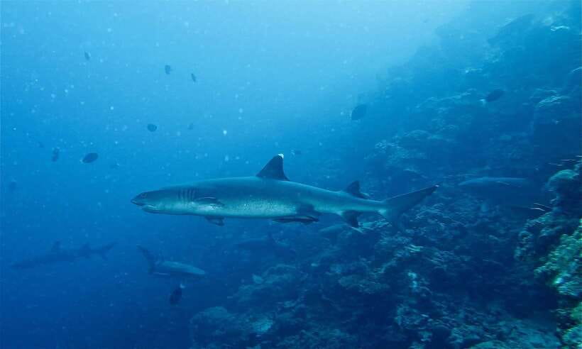 Malapascua: Advance Divers Shark Dive & Optional Transfer - When Gato Island enters the schedule