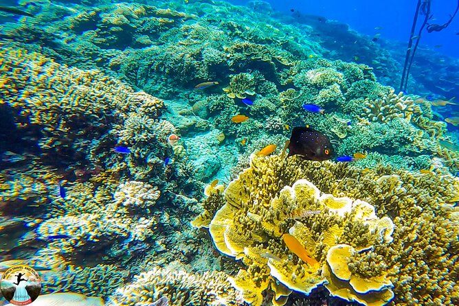 Moalboal Island Hopping (Pescador Island, Sardines and Turtles) - Why Moalboal’s three-stop format works