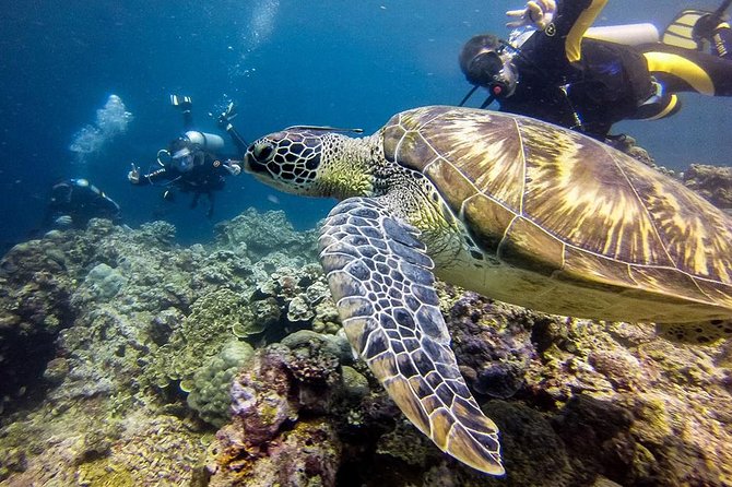 Moalboal Island Hopping (Pescador Island, Sardines and Turtles) - The 4:30 a.m. pickup from Cebu