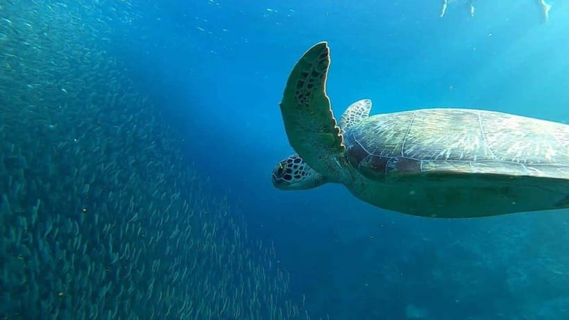 Moalboal: Pescador Island Hopping Adventure and Sardine Run - Why the Moalboal Sardine Run is worth seeing