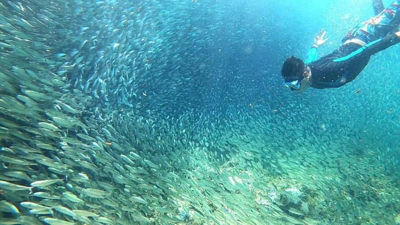 Moalboal: Pescador Island Hopping Adventure and Sardine Run - Snorkeling around coral, fish, and Pescador Island