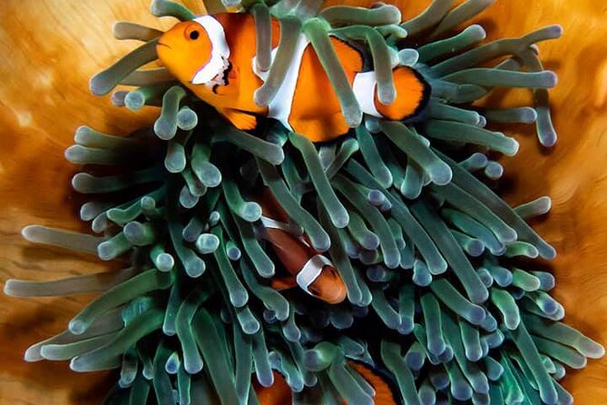 Moalboal Sardine Run and Kawasan Day Tour - Key points at a glance