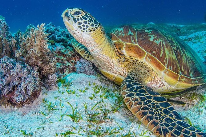 Moalboal Sardine Run and Kawasan Day Tour - Why this Cebu day trip works