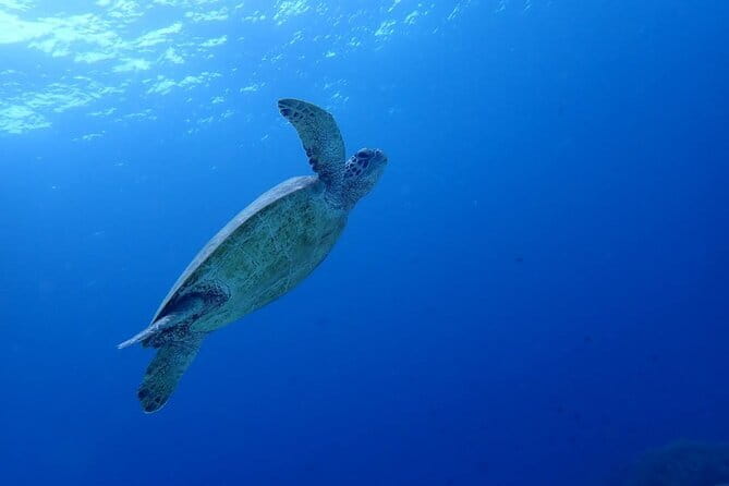 Moalboal Sardine Run, Sea Turtle and Mantayupan Falls - Key points at a glance