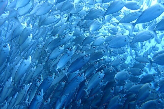 Moalboal Sardine Run, Sea Turtle and Mantayupan Falls - Why this Cebu day trip works
