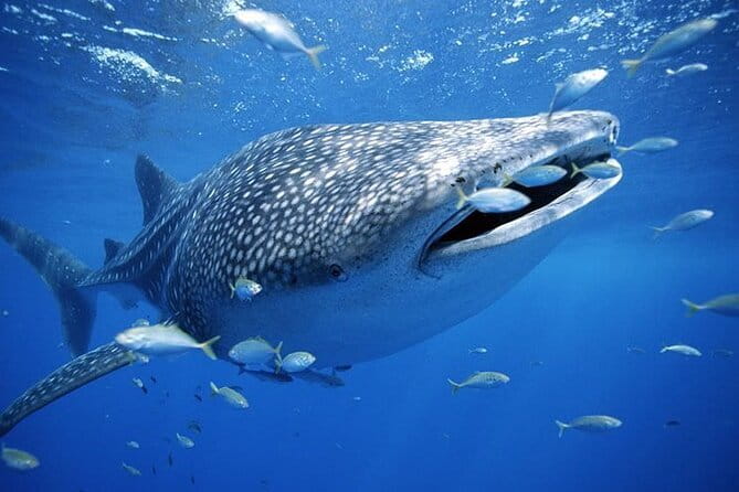 Moalboal Sardine Run, Sea Turtle and Mantayupan Falls - Who should book this tour?