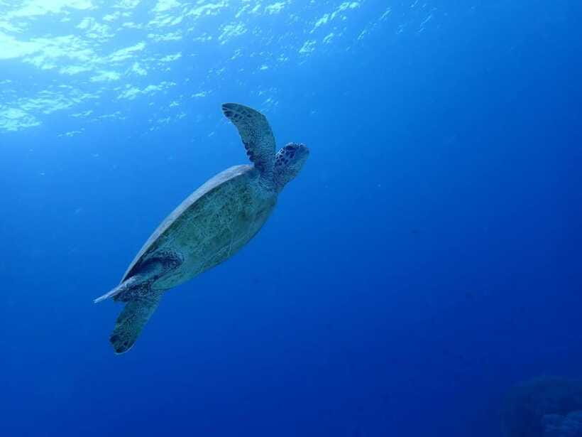 Moalboal Sardine Run, Sea Turtle & Mantayupan Falls - Food, showers, and what to pack