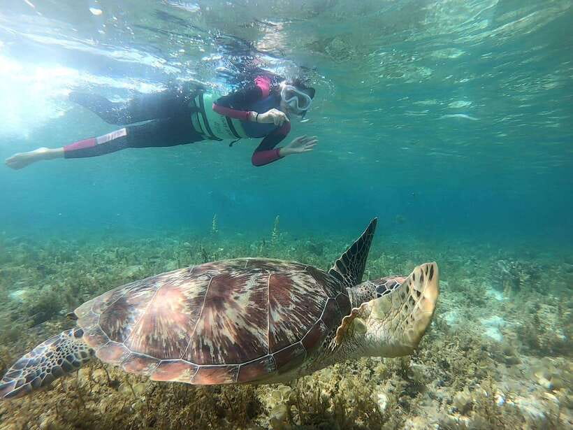 Moalboal: Sardine Run, Turtles and Pescador Island Hopping - Five things to know before booking