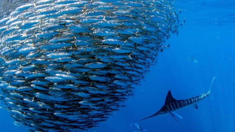Moalboal Sardines Run Private Tour - Key points to know before booking