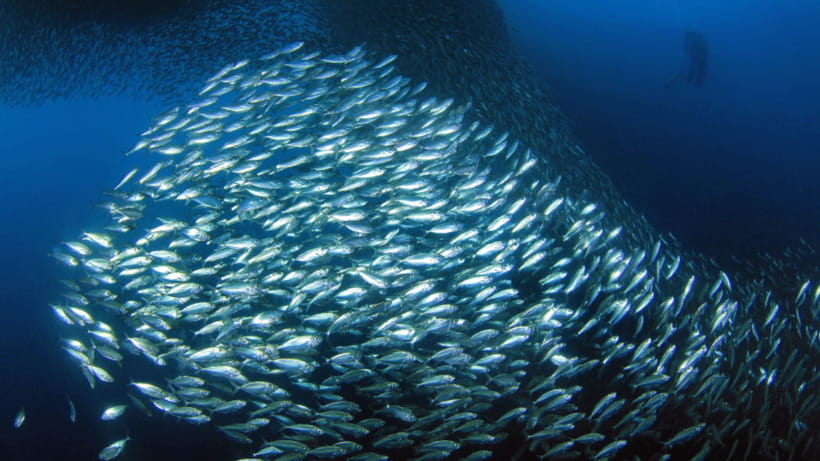 Moalboal Sardines Run Private Tour - Swimming the 30 meters to the sardines