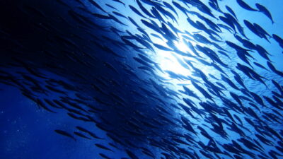 Moalboal Sardines Run Private Tour - Starting at Panagsama Beach