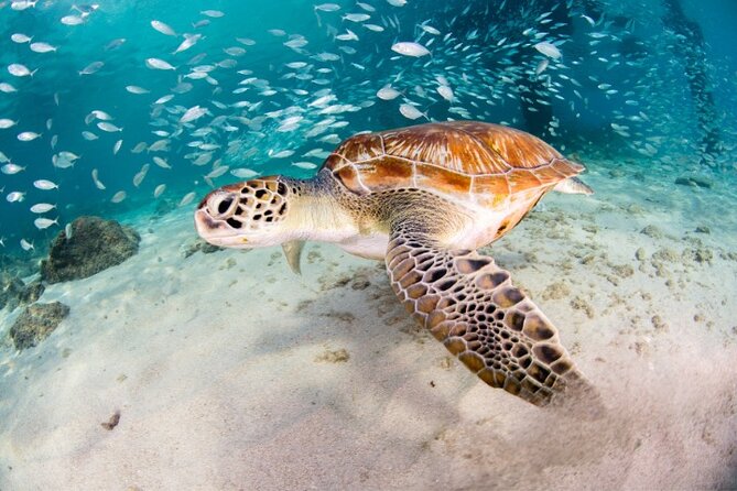 Moalboal Sardines Run Private Tour w/ Transfers Option - Five things to know before you book