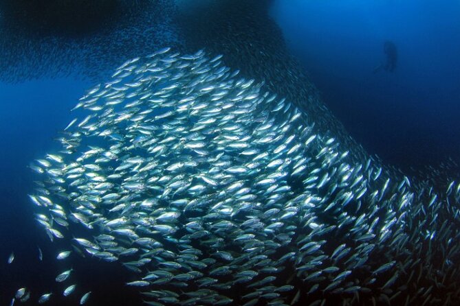 Moalboal Sardines Run Private Tour w/ Transfers Option - Why Moalboal’s sardine run is worth your time