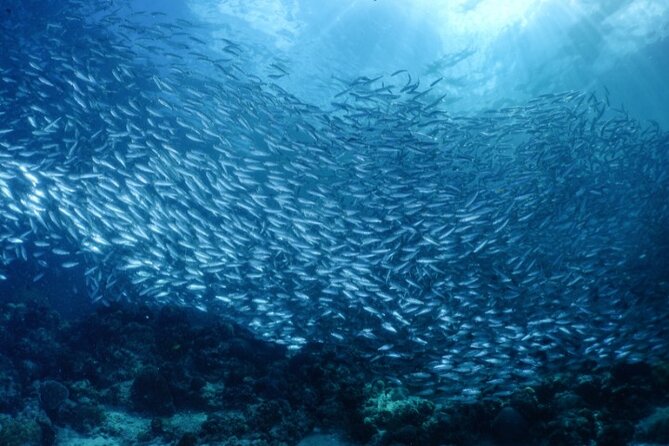 Moalboal Sardines Run Private Tour w/ Transfers Option - Getting close to the silver school