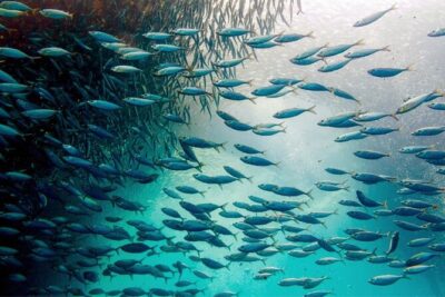 Moalboal Sardines Run Private Tour w/ Transfers Option - Starting at Panagsama Beach near Savedra