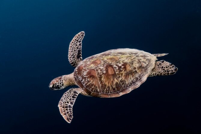 Moalboal Sardines Run Private Tour w/ Transfers Option - Equipment, cameras, and what you need to bring
