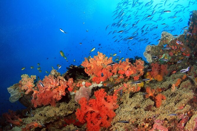 Moalboal Sardines Run Private Tour w/ Transfers Option - A one-hour activity with sensible value