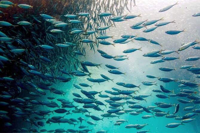 Moalboal Sardines Run Private Tour w/ Transfers Option - Starting at Panagsama Beach near Savedra