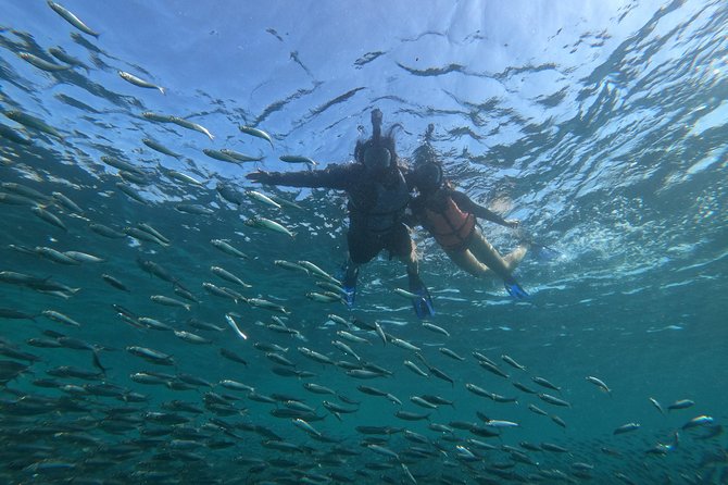 Moalboal sardines, turtles, and Kawasan Canyon - Key points to know before booking