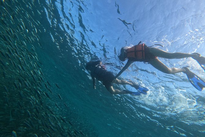 Moalboal sardines, turtles, and Kawasan Canyon - Why this Cebu combination works so well