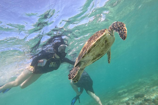 Moalboal sardines, turtles, and Kawasan Canyon - Who should book this day trip