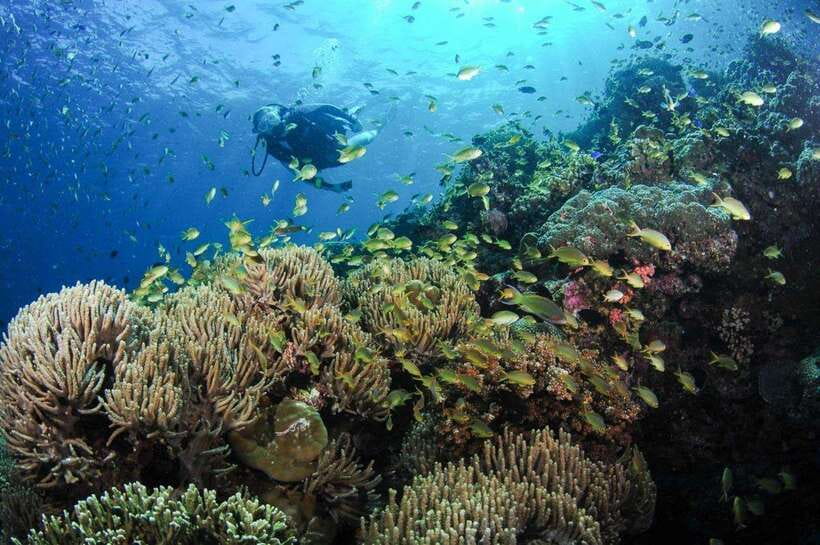 Moalboal: Scuba Diving and Pescador Island Hopping - Key points to know before booking