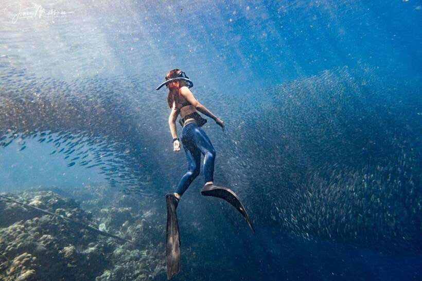 Moalboal: Scuba Diving and Pescador Island Hopping - Why Moalboal’s sardines make this trip special