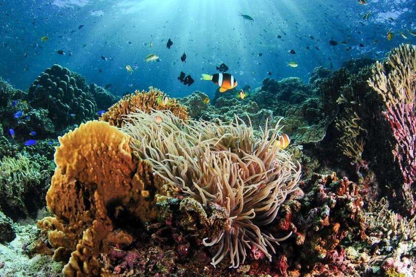 Moalboal: Scuba Diving and Pescador Island Hopping - Pescador Island’s coral and marine life