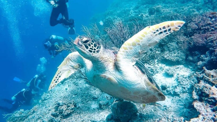 Moalboal: Scuba Diving and Pescador Island Hopping - What the two sessions are like