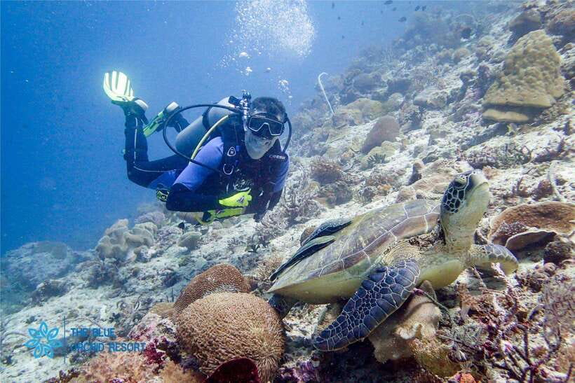 Moalboal : Scuba Diving Sardine Run and Turtle Chasing - Key points to know before booking