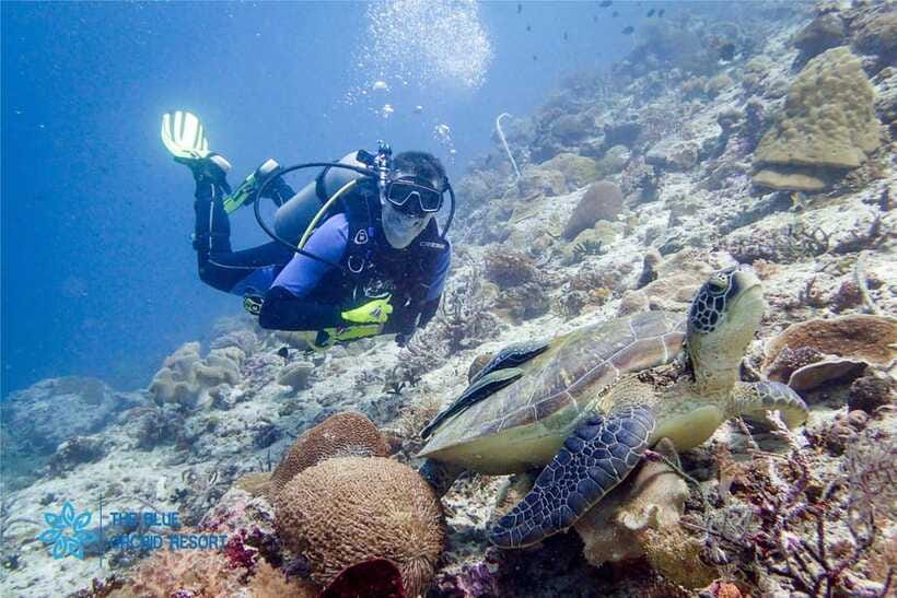 Moalboal : Scuba Diving Sardine Run and Turtle Chasing - Who will enjoy this Moalboal outing most