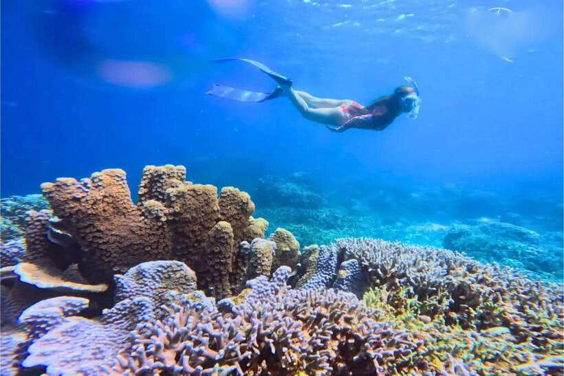 Moalboal : Scuba Diving Sardine Run and Turtle Chasing - Turtles, coral, and the right way to watch