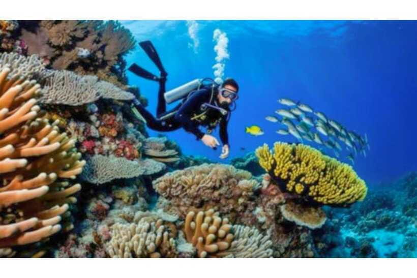 Moalboal : Scuba Diving Sardine Run and Turtle Chasing - The sardine run can be spectacular, but it is not a stage show