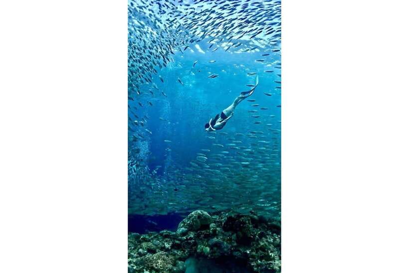 Moalboal : Scuba Diving Sardine Run and Turtle Chasing - Private transport changes the value of the $168 price