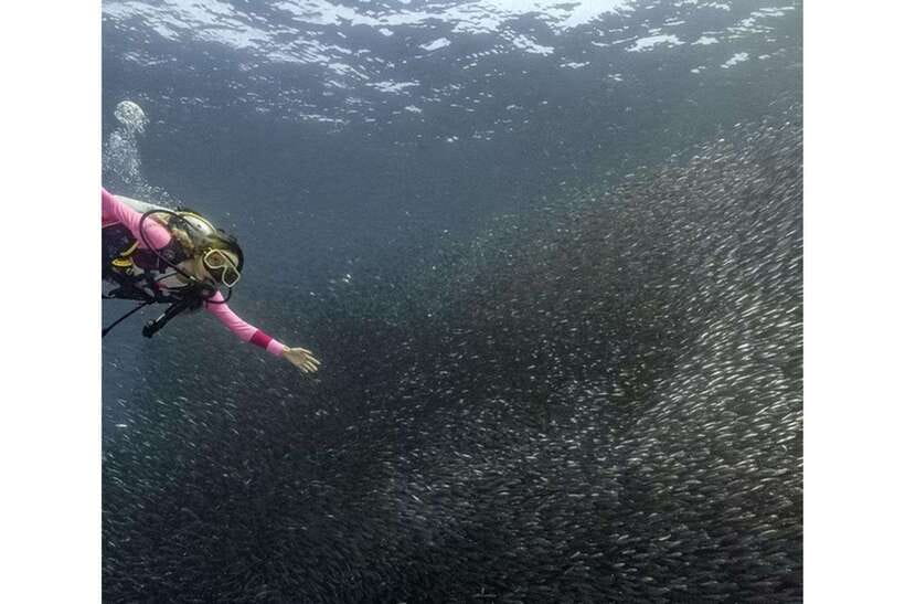 Moalboal : Scuba Diving Sardine Run and Turtle Chasing - Panagsama Beach begins with a short briefing