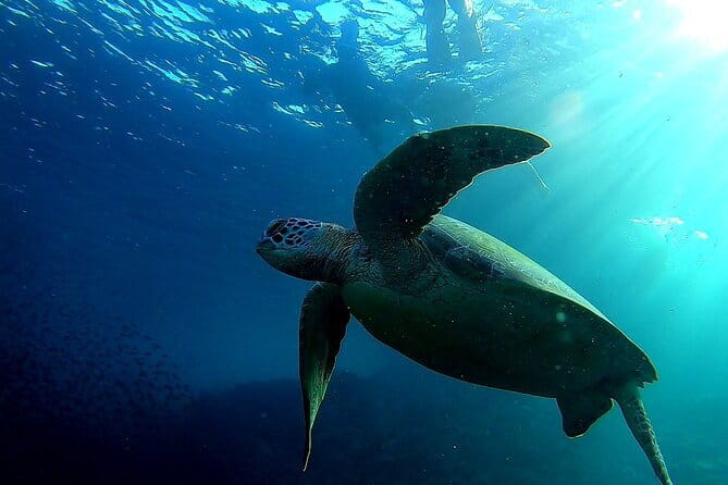 Moalboal Snorkeling, Kawasan Canyoneering with Zipline and Lunch - The 5:00 am start and long road south